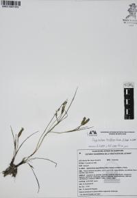 Sisyrinchium tenuifolium image
